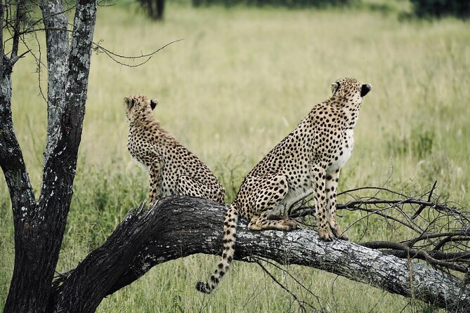 10-Day Tanzania Safari & Zanzibar Beach