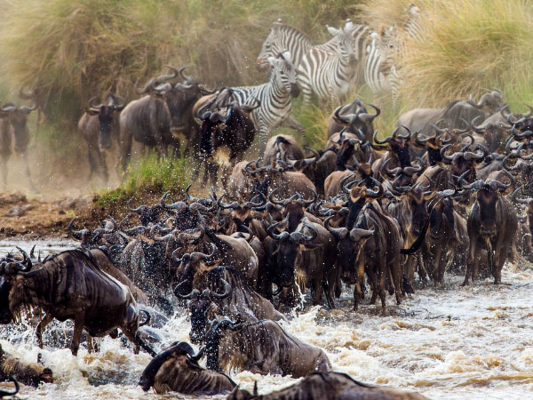 12-Day Great Migration Safari
