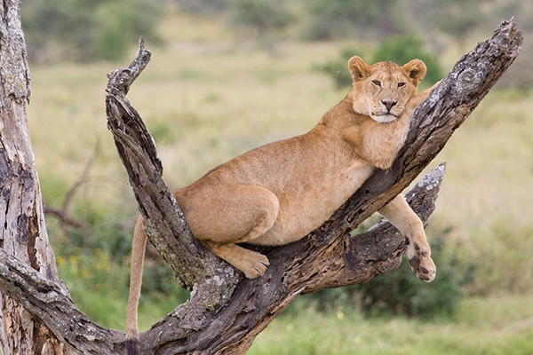 14-Day Ultimate Tanzania Safari & Zanzibar Adventure