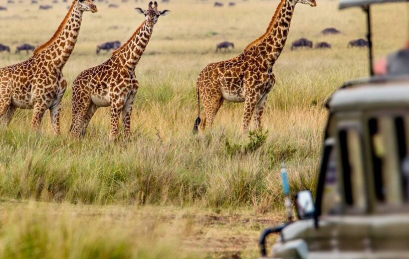 6 Days Best Of Tanzania Safari