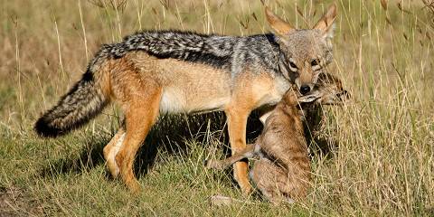 5 Days Tanzania Classic Safari,