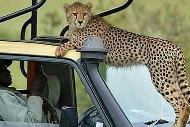 8-Day Tanzania Luxury Safari: The Ultimate African Wildlife Adventure