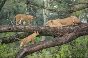 Lake Manyara National Park Day Trip