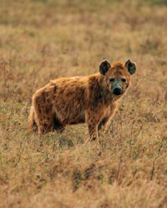 Ngorongoro Crater Day Trip
