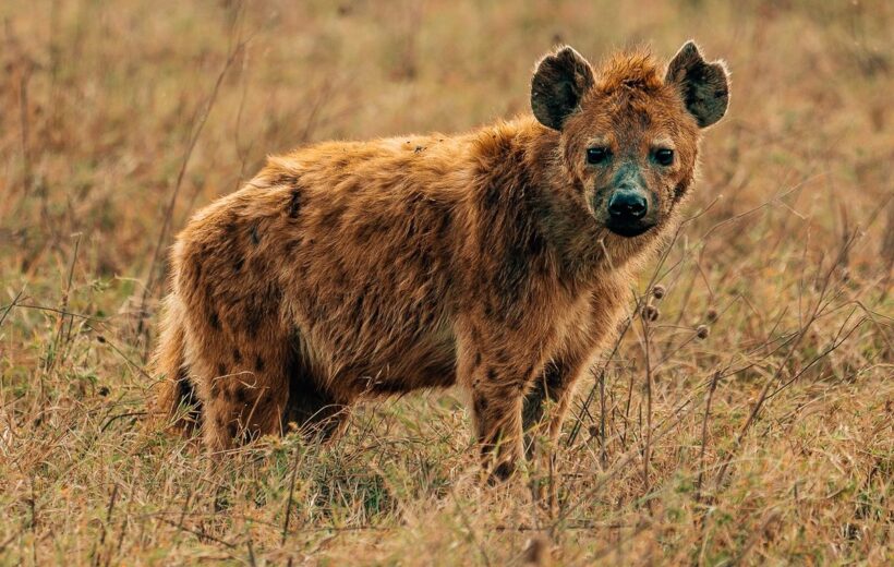 Ngorongoro Crater Day Trip